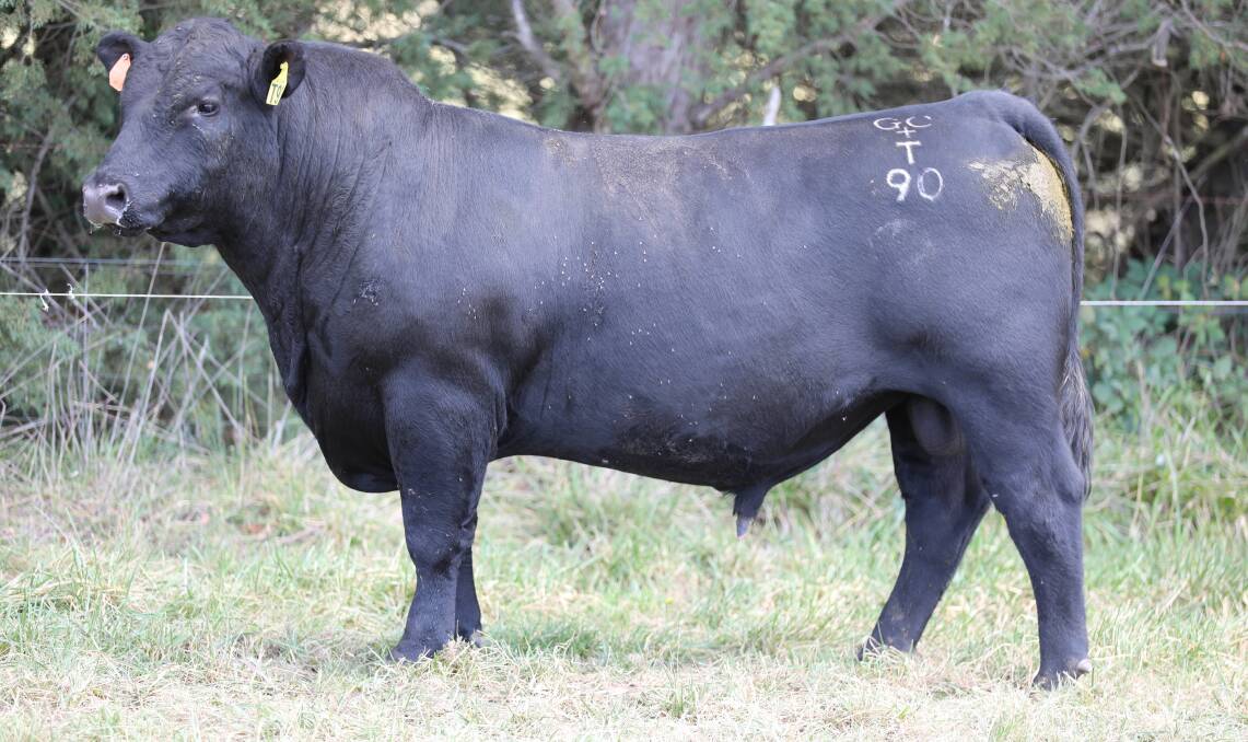 Dulverton Tavistock T090 (lot 4), is a son of Landfall New Ground N90 and Dulverton Annie P128. He's suitable for heifers with scores of four for birthweight and eight for calving ease. Picture supplied
