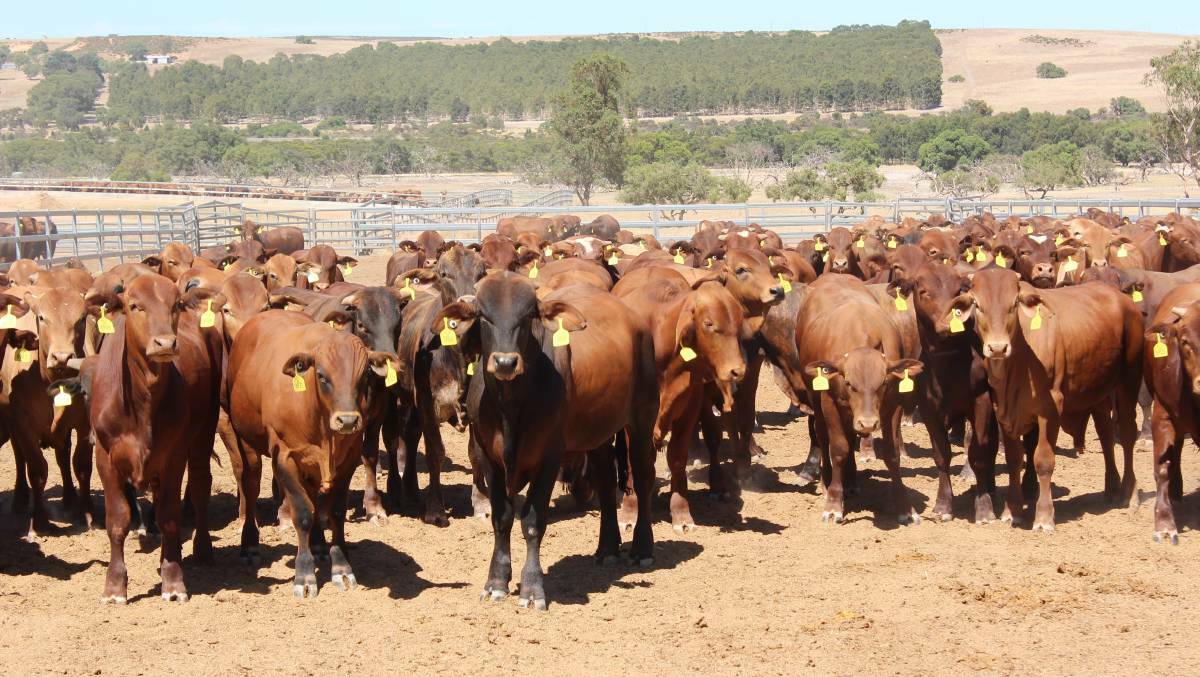 All of the cattle the women export are sourced from Western Australia and are assembled at three local feedlots for a minimum of eight clear days.