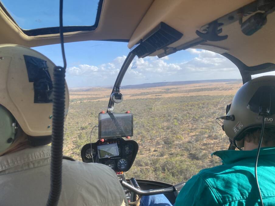 More than 2500 feral pigs were culled in 42 hours across the northern agricultural zone last month, as part of an annual aerial shoot program led by the Northern Biosecurity Group and Department of Primary Industries and Regional Development.