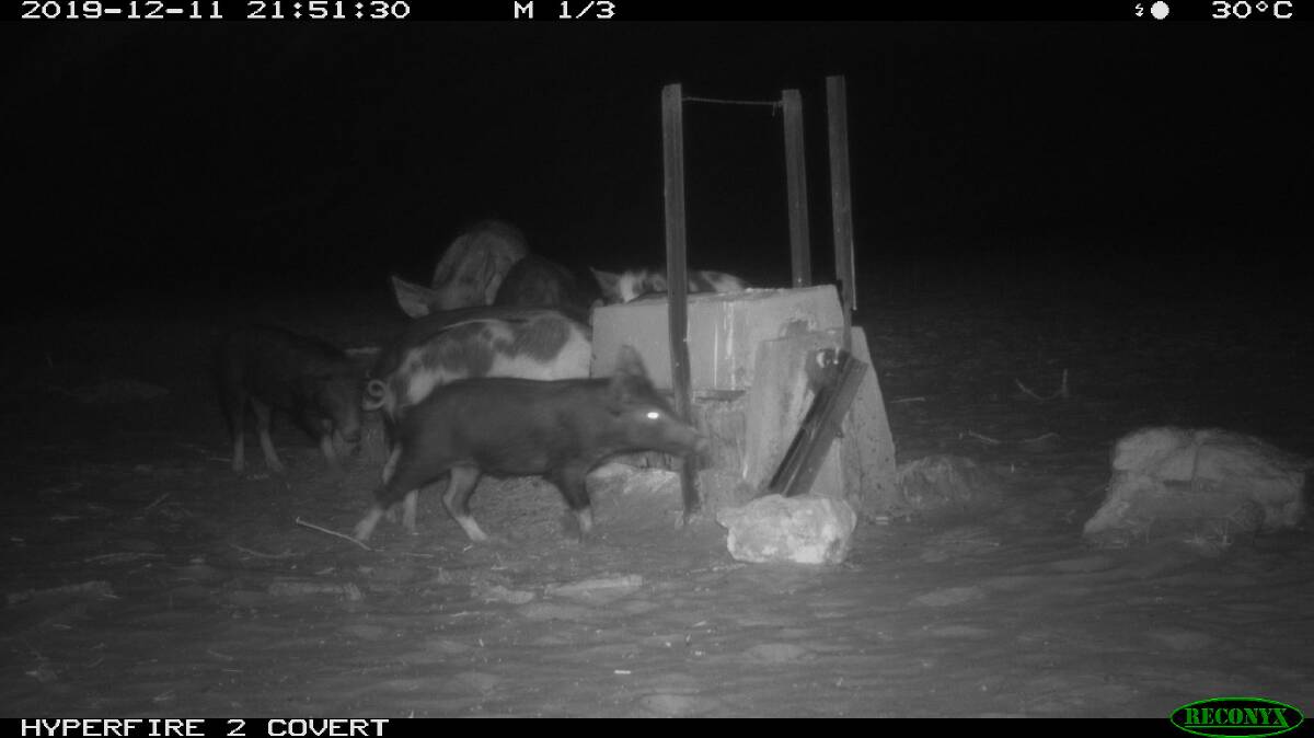 Surveillance footage of feral pigs taken from the Matlock trapping system.