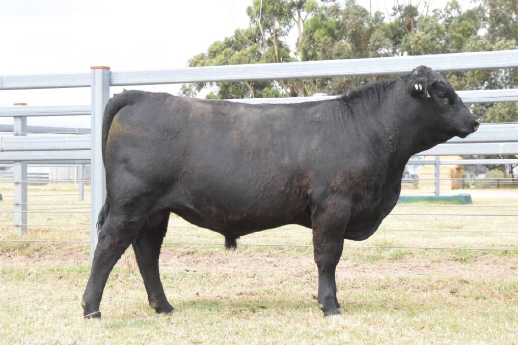 Koojan Hills Rembrandt U25 which was the top-priced yearling bull in the sale when it sold at $11,000 to the Roe family, Benalong Grazing, Gingin.