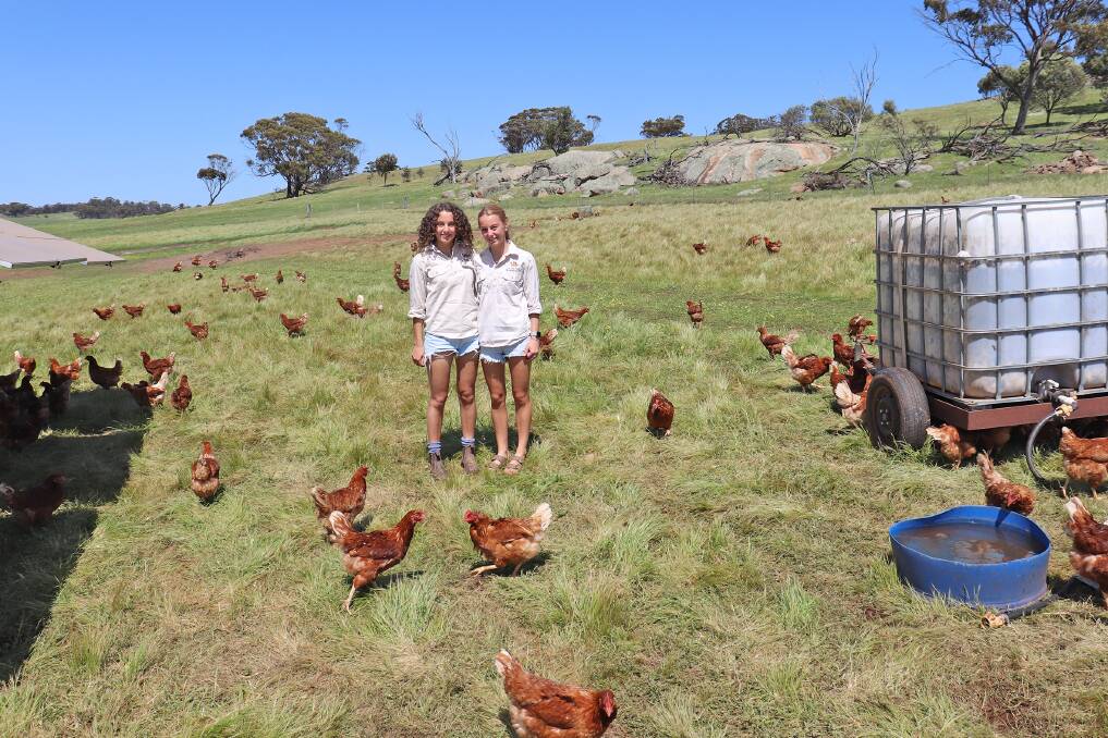 The health, happiness and wellbeing of the chickens is the sisters number one priority. The hens eat nutrient-rich pellets combined with their green feed and insects from the pasture and can roam where they choose.