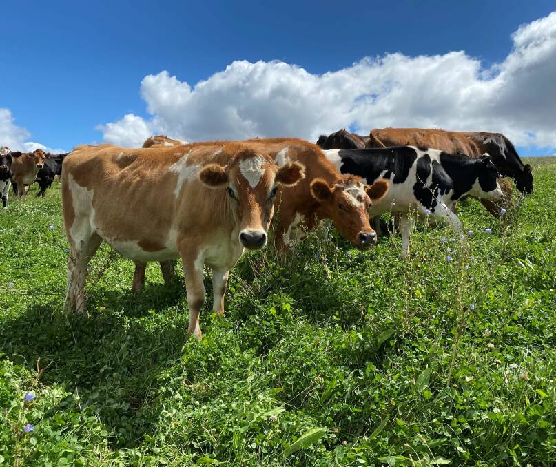The Ryans buy-in about 300 one and two-year-old Jersey cattle annually through saleyards and direct from dairy operations to run on the irrigated pastures. These are grown out on grass only and are sold as three and four-year-olds and at carcase weights of 300-380 kilograms. 
