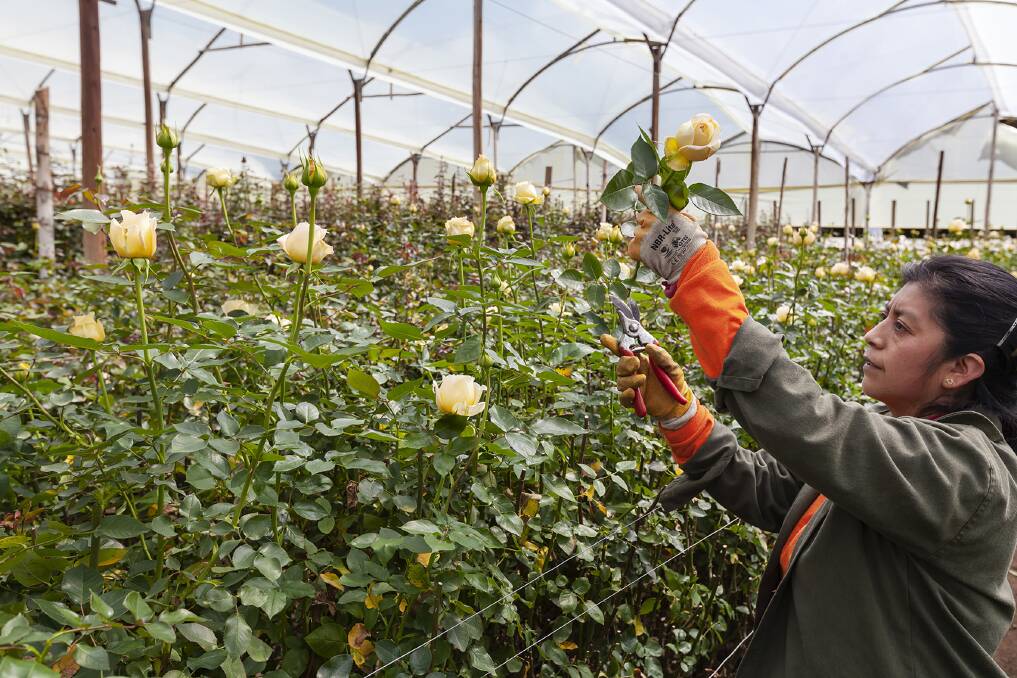 Roses growing at a Wafex farm in Ecuador. Ecuadors high altitude and cool climate offers the perfect growing conditions.