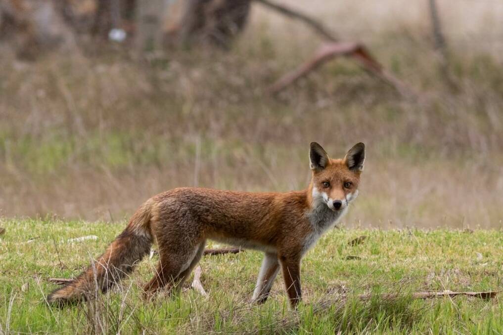 Foxes are not eradicable in Australia, and require a long term management plan.