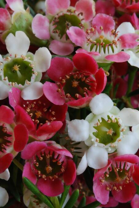  This waxflower variety, bred by Helix Australia, is called My Sweet Sixteen and flowers in a mix of shades from deep to light pink, and red.