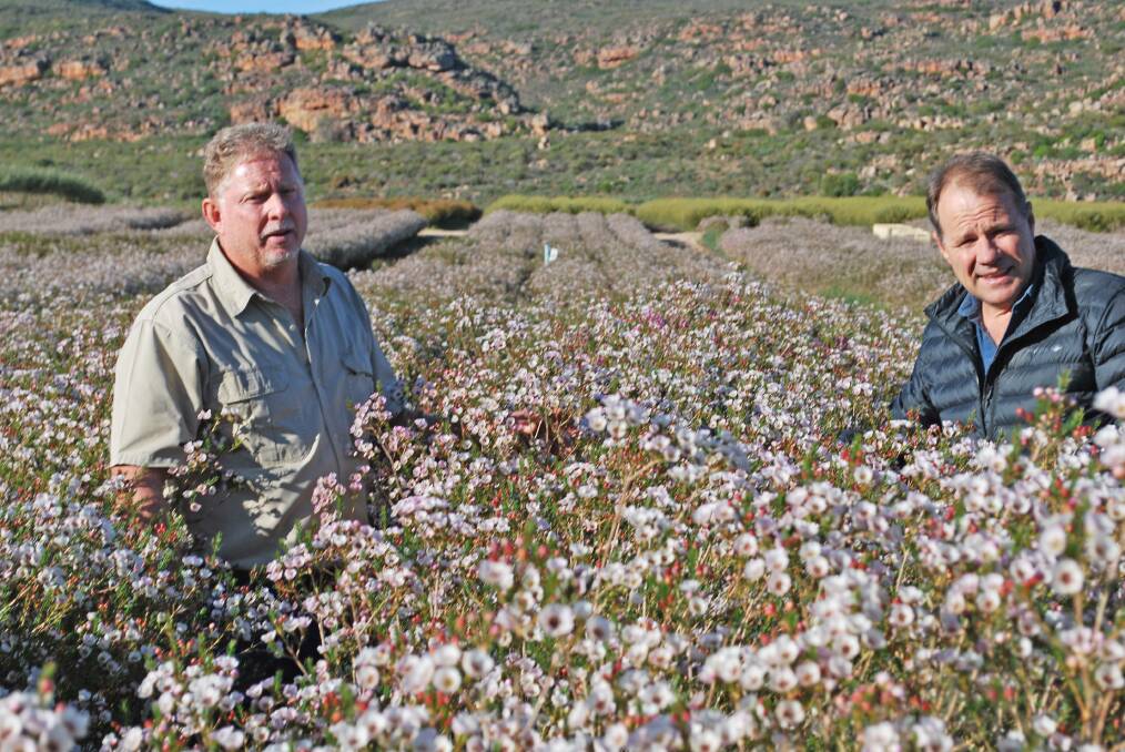 Craig Musson (right) and the farm manager of a waxflower farm, which is licensed to grow a Helix variety.