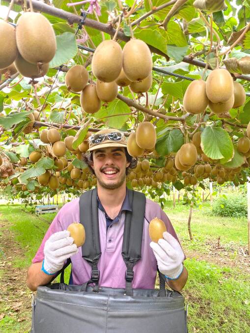 Beau Ryan hand-picking some of his familys gold kiwifruit crop on Lake Janis Farm.