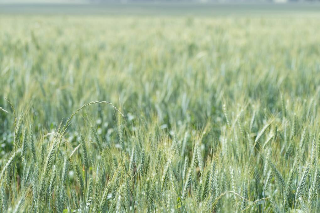  Ryegrass in wheat. Picture by GRDC.