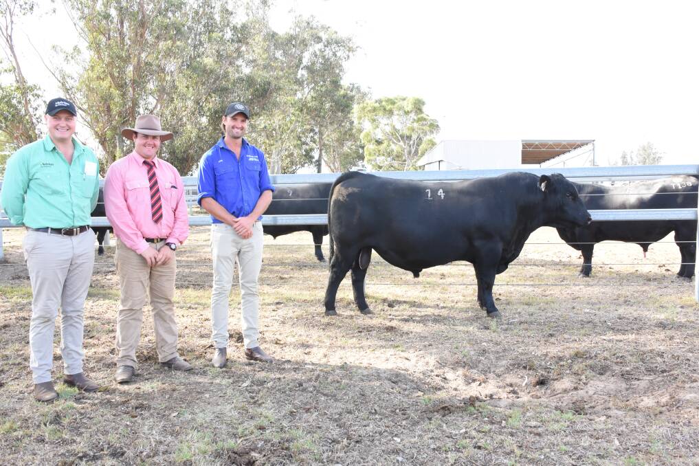 Topping the Koojan Hills Angus and Melaleuca Murray Grey on-property bull sale at Manypeaks on Monday at $17,000 was this Koojan Hills Angus sire, Koojan Hills Pacific T272, when it sold to Wes Graham, Esperance, who operated through AuctionsPlus. With the bull were Nutrien Livestock, Albany representative Laurence Grant (left), Elders auctioneer Pearce Watling and Koojan Hills co-principal Chris Metcalfe.