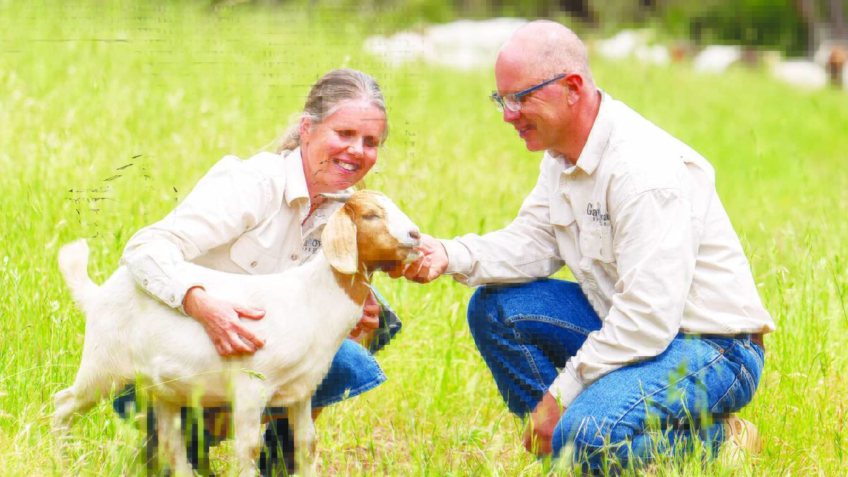 Animals are a part of Raquel and Murray Johnsons holistic management practice, for the benefits they bring to the soil and the farm overall.