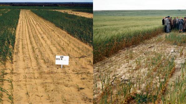 The risk of phosphorus deficiency is more likely where pre-sowing rainfall has declined.