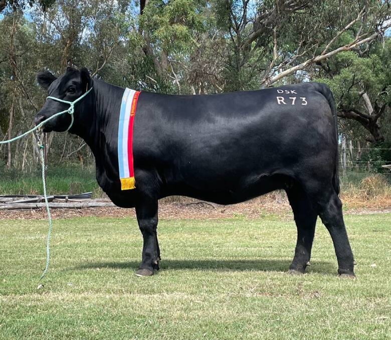 DSK's most successful female sold to date is a Lady Heather daughter second generation from the original donor, and she was sold for $27,000 as an unjoined heifer to Annette Barham and Murray Sowter in 2022. Picture supplied