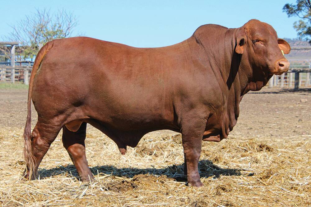 One of the Jarrah Red sale bulls, which will feature at the Beckers 2024 Jarrah Genetics Bull sale on Monday, September 2, on-property, at Glenarchy, Banana. Picture supplied