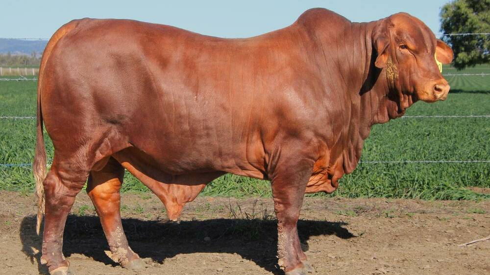 Jarrah Red sale bull. Picture supplied