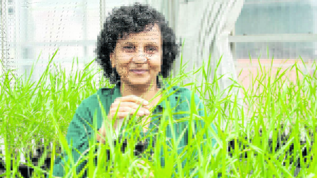 DPIRD research scientist Manisha Shankar has profiled advances in genetic technology to breed new wheat lines resistant to yellow spot.