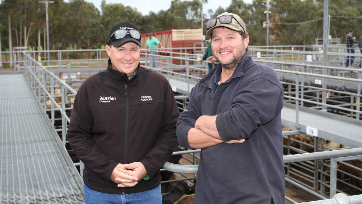Buyers Ben Cooper (left), Nutrien Livestock, Bridgetown and Rob Bell, M & AJ Bell Farm Pty Ltd, Boyanup, caught up before the sale. Mr Bell was a strong volume buyer at the top of the beef market paying to 332c/kg for beef steers and heifers.