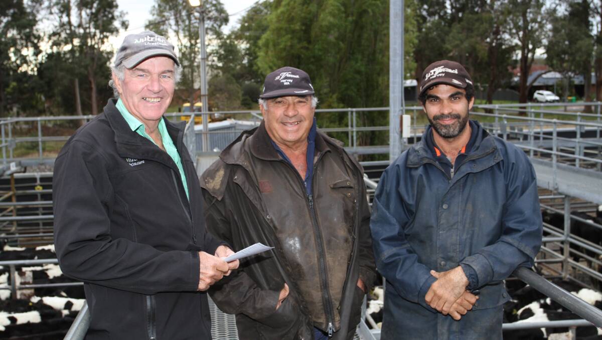 Nutrien Livestock Brunswick/Harvey agent Errol Gardiner (left) and buyers of young Friesian steers Tony and Paul Ferraro, Yarloop, looked the through the yarding together for suitable cattle.