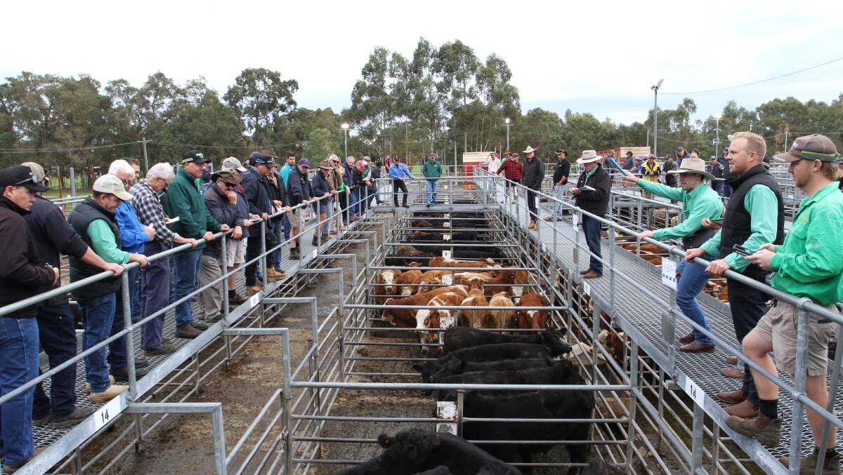 Nutrien Livestock offered a full yarding of beef and dairy origin cattle at this months store sale at Boyanup last week with the market continuing to strengthen across most descriptions.