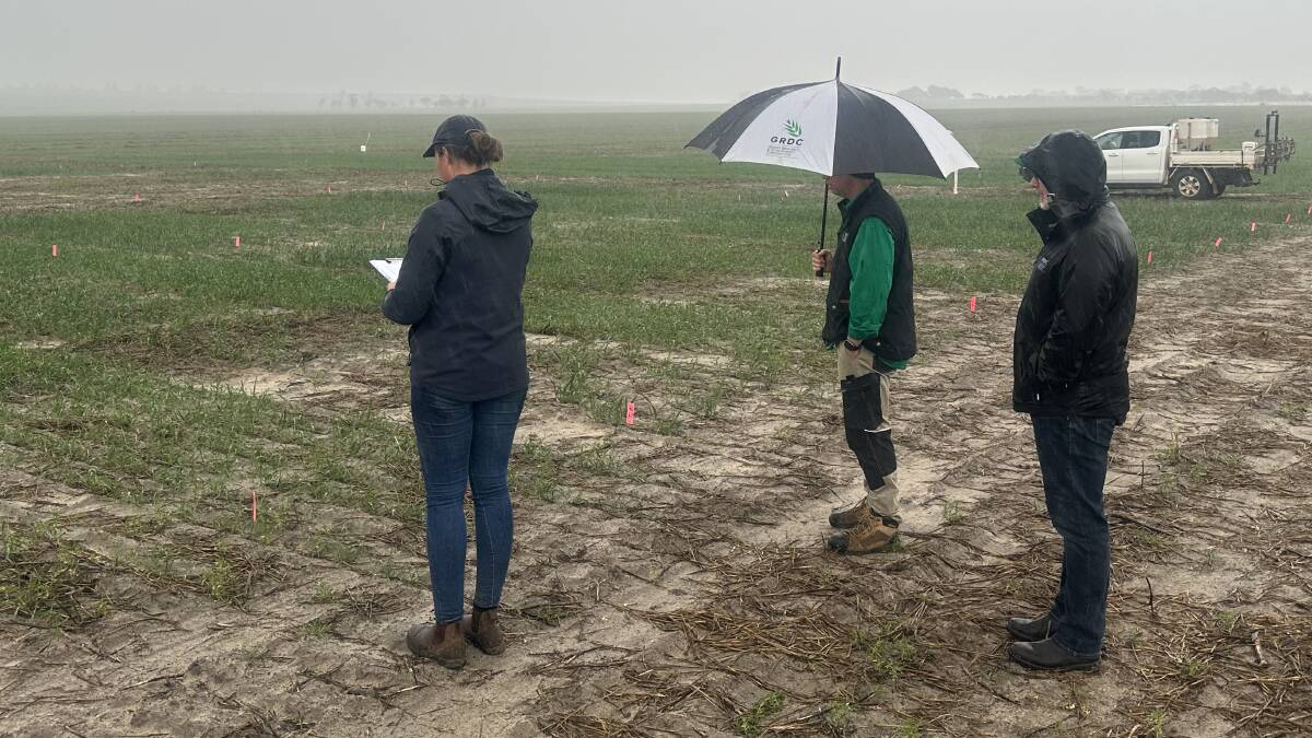 Inspecting the wheat trial in the rain at Dowerin were Kate Witham (left), research agronomist and data reporting, SLR Agriculture, Rowan Maddern, manager agronomy, soils and farming system west, GRDC and Berin Gibbons, grower relations manager, GRDC. Photo: Greg Rebetzke.