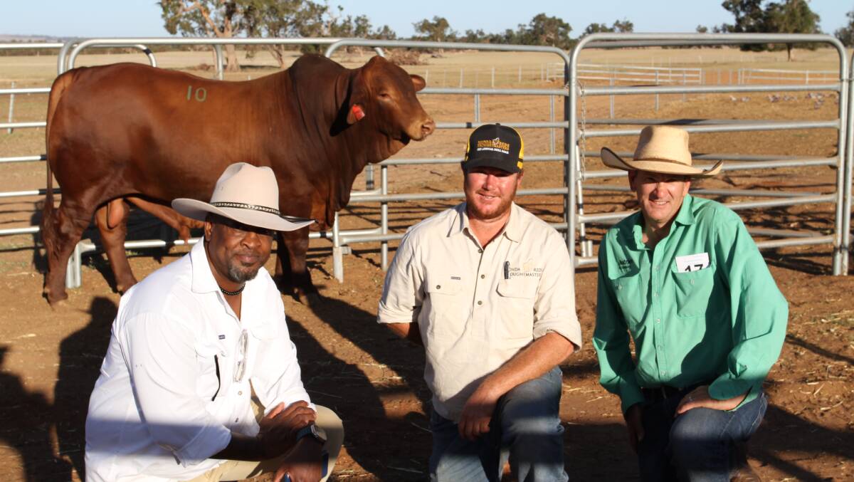 Thapelo Setlalekgosi (left), 3in1 Agric Consultancy Pty Ltd, Gaborone, Botswana, representing the government of the Republic of Botswana, purchased three double polled bulls at the sale paying from $11,000 to a $19,000 top price for a Glenavon Tornado son. With Botswanas $14,000 bull purchase, Munda Hit The Jackpot 22-4729 (PP) (by SC Glencoe 17-5318), were Munda Reds Glencoe manager Ben Wright and Nutrien Livestock pastoral agent Daniel Wood.