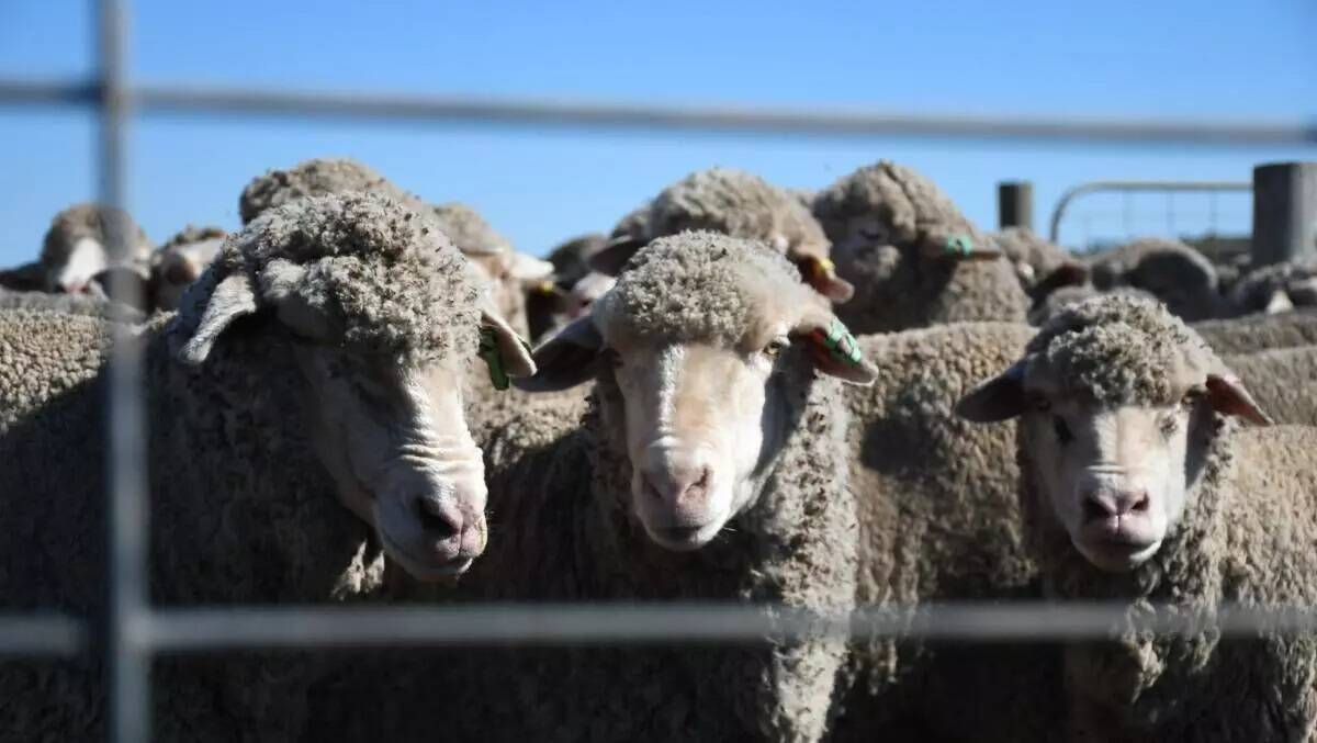 The Albanese Government has introduced legislation to formalise the end date for the export of live sheep by sea from Australia. File picture.