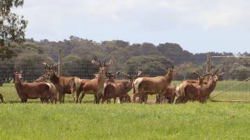 The deer farming industry is overwhelmingly composed of mainly mixed farmers chasing a side hustle. Picture supplied.