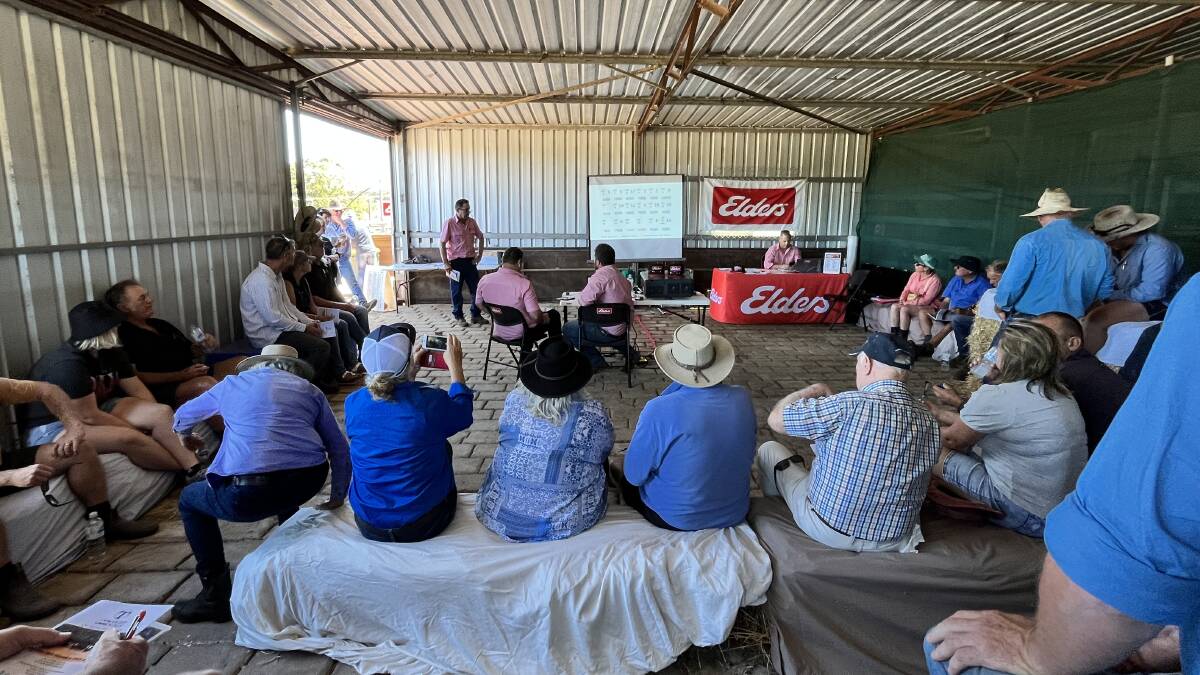 A good crowd of return and new buyers turned out for the inaugural Topweight Simmental on-property sale at Forest Grove last week.