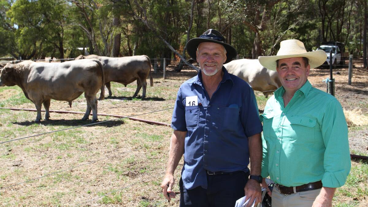  Inspecting the Murray Grey bulls together were Henry Norman (left), RH Norman & Son, Busselton and his livestock agent Jamie Abbs, Nutrien Livestock, Boyup Brook. The Norman family purchased three Murray Grey bulls to a $9000 top price at the sale.