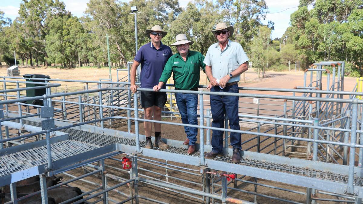 Nutrien Livestock, Boyup Brook agent Jamie Abbs (centre), with Aaron Roberts and John Awcock, Mogale Pty Ltd, Bridgetown, at the Nutrien Livestock store cattle sale at Boyanup last Friday. Mogale Pty Ltd sold several pens of calves at the sale to a top of $1940.