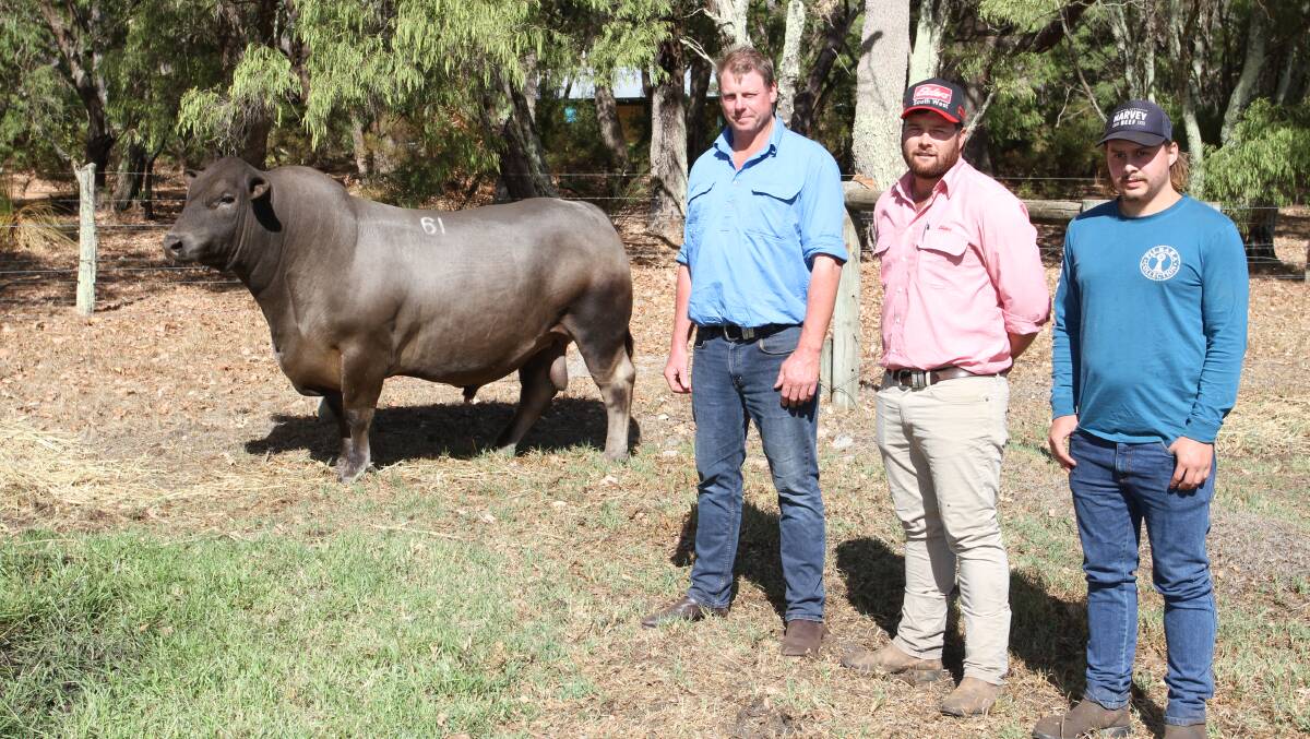Elders Margaret River representative Brendan Millar (centre), with client Daryl Avery (left) and Jaydon Brunke, WA, BE & DC Avery, Scott River and Murray Grey bull Monterey Super Trooper S286 (by Monterey Limitless L198), purchased by the Avery family for the sales $22,000 second top price.