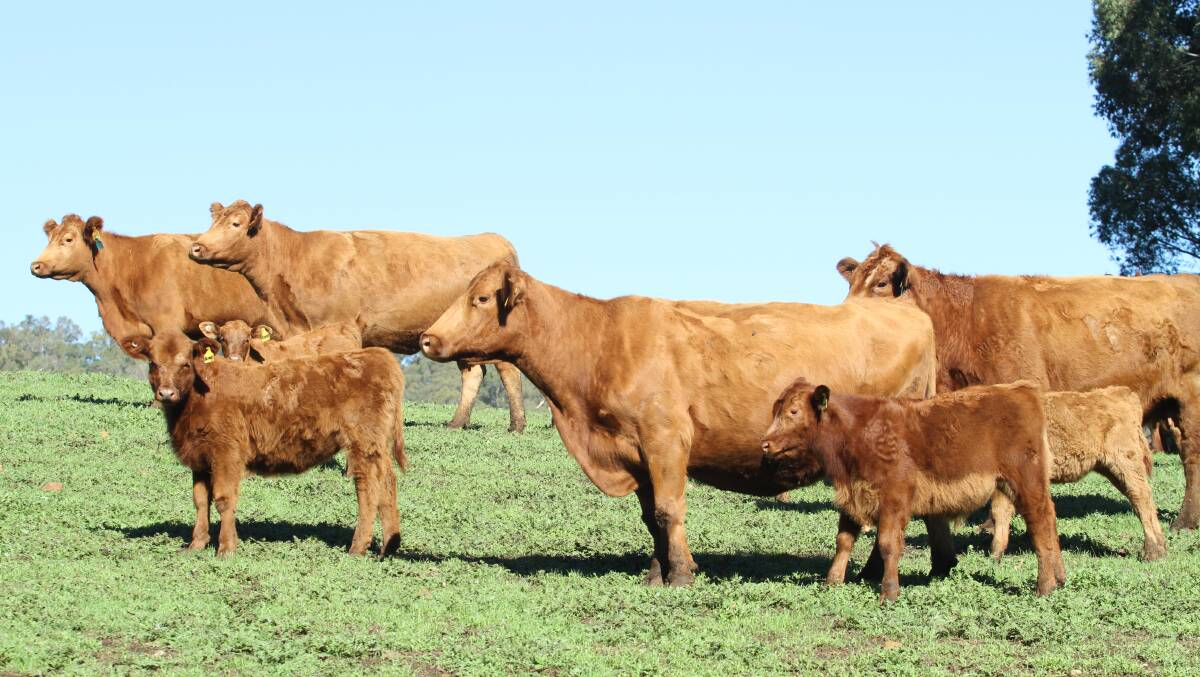 Magic Valley Beef, Harvey, will offer 24 commercial Red Angus third calving to mature cows and calves at the Elders monthly store cattle sale at Boyanup on Friday, June 19, 2020, due to a herd reduction. The February to March-drop calves are sired by Red Angus bulls and the cows have been running back with Magic Valley Red Angus bulls since April 20.
