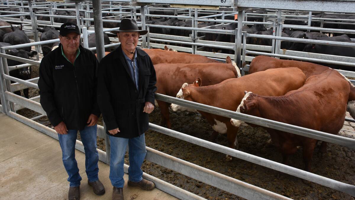 Nutrien Livestock, Albany representative Terry Zambonetti (left), caught up with vendor John Doncon, Tamaru Grazing Co, Kalgan, who was dispersing his Poll Hereford/Angus herd in the sale. All up Mr Doncon sold 36 PTIC cows at an average of $1189 and 18 PTIC heifers at an average of $1183.