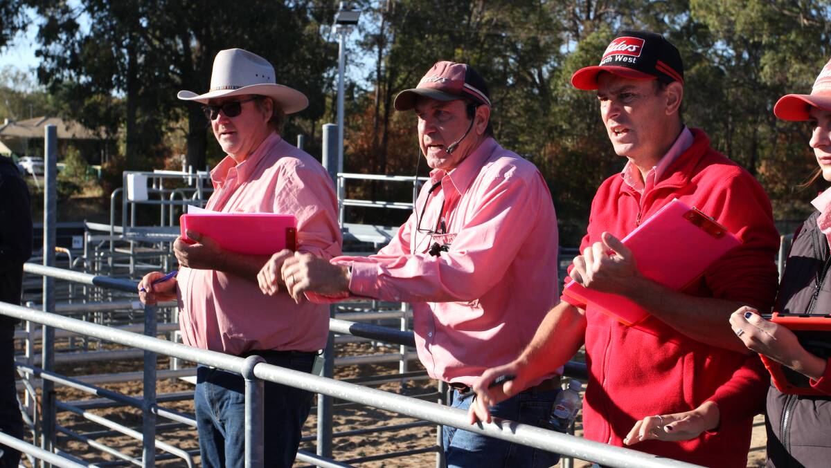 Mr Williams in action at the Elders store cattle sale at Boyanup last week with Jim Quilty (left) and Michael Carroll spotting bids. It was Mr Williams final store cattle sale after announcing his retirement at the end of May.