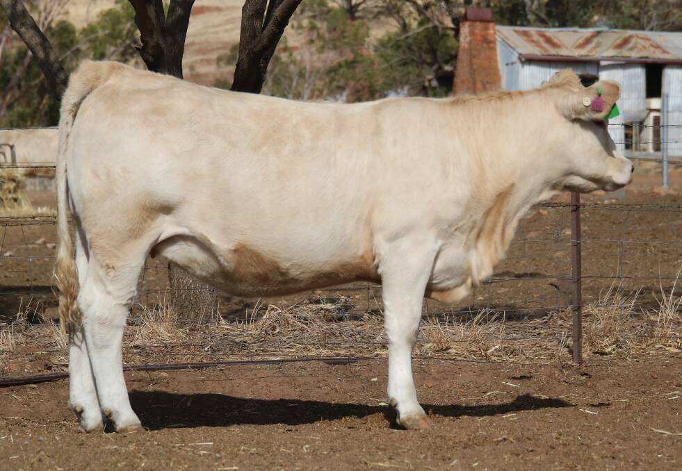 The Yost familys Liberty Charolais and Shorthorn studs, Toodyay, sold a total of 10 animals to Botswana, consisting of a red factor yearling Charolais bull and five yearling Charolais heifers (including Liberty U30 pictured) and two yearling Shorthorn bulls and two Shorthorn heifers. The Shorthorns are the first live Australian Shorthorn animals to be exported to Botswana and the red factor Charolais are the first red factor Charolais cattle 