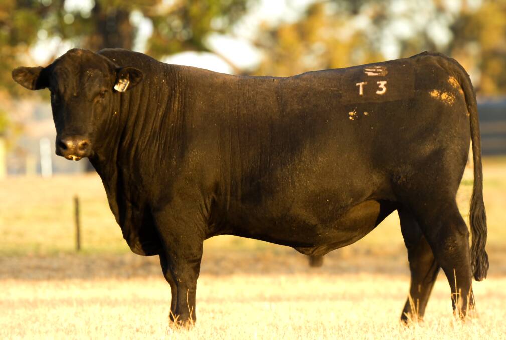 The top-priced Angus bull, Balamara Fair-N-Square T3 which sold for $8500 to Caris Park Grazing, Pinjarra.