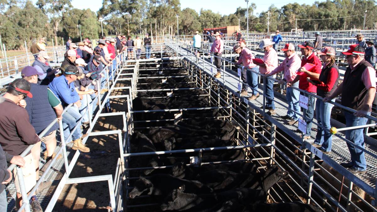 Elders will host a full yarding of 1400 beef and dairy origin cattle at its monthly store cattle sale at Boyanup on Wednesday, June 19.