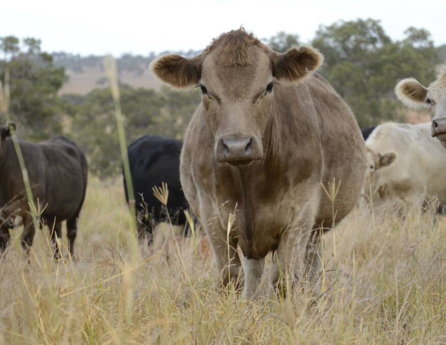  The cattle are very well fed on a variety of pastures, to produce the highest quality of organic grassfed beef.
