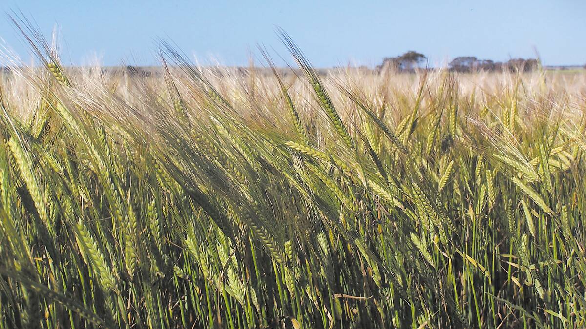 Spotlight on barley varieties