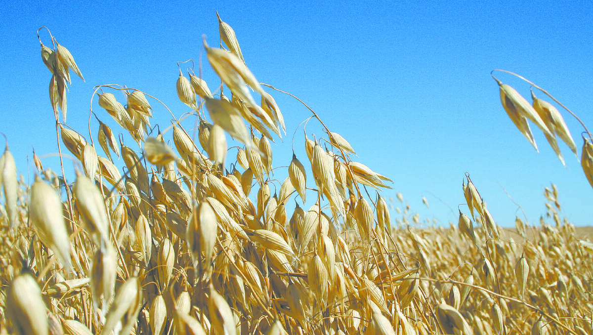 The future looks bright for Australian oats - Farm Weekly