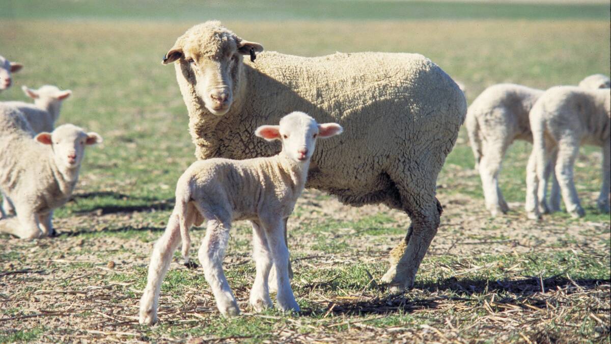 Sheep producers are urged to monitor flocks for nutritional diseases, after the break of the season. DPIRD's Season 2024 webpages have information and advice.