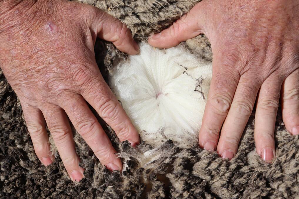 Shearing starts in September and wool averages 17 micron and about 4.5 kilograms per head.