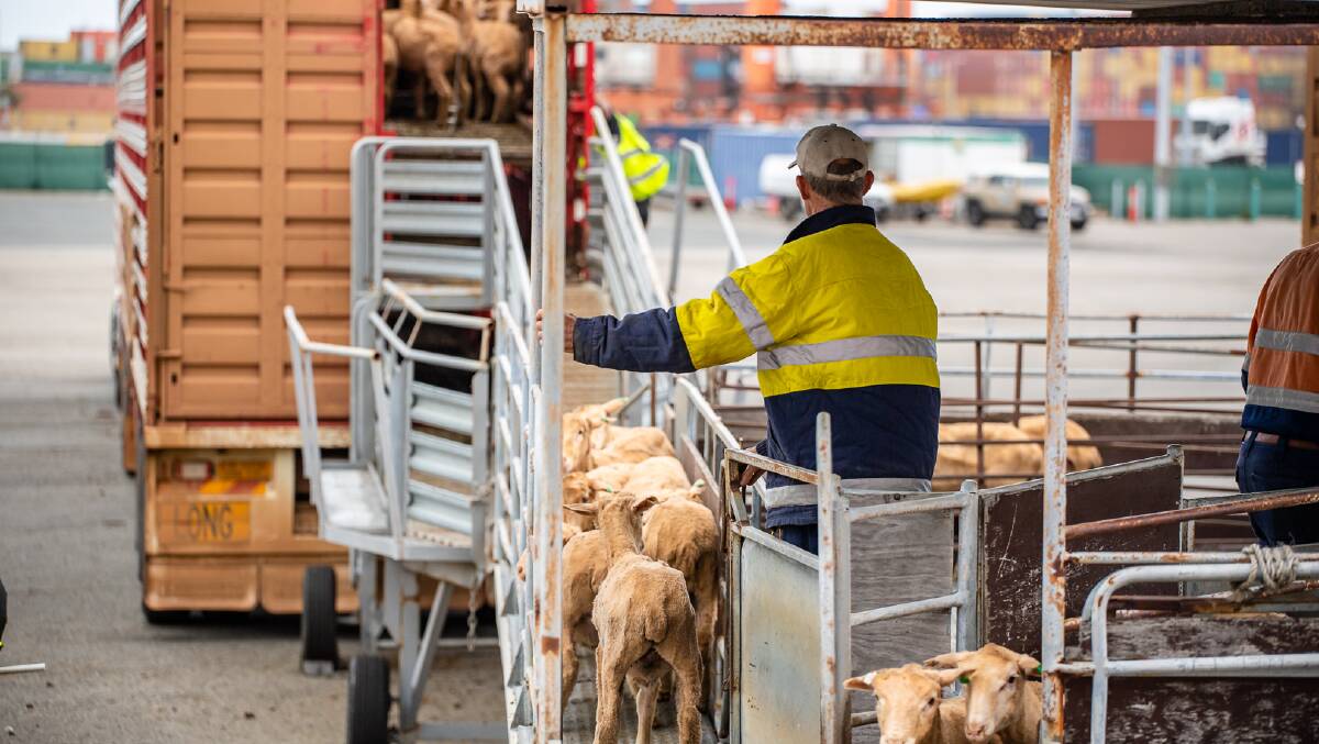 There are many angry WA sheep producers after the Federal government stepped up its campaign to phase out the sheep live export industry. Picture by The Livestock Collective.
