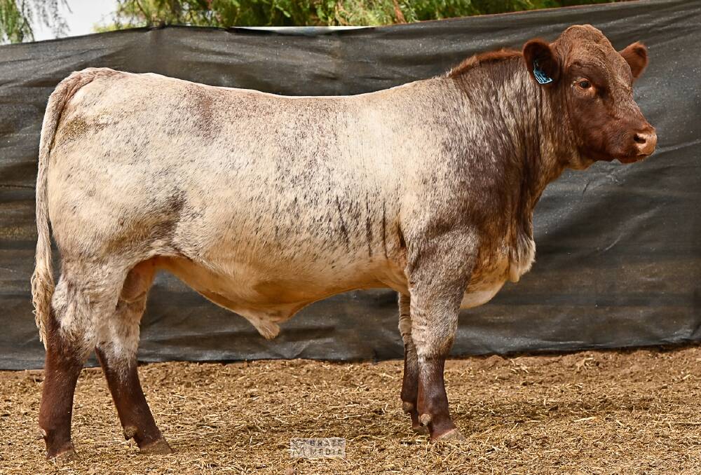 Liberty U Cracker Jack U15 (pictured), is one of two Shorthorn bulls and two Shorthorn heifers from the Liberty stud, Toodyay, making up the first live Australian Shorthorn animals to be imported into Botswana.