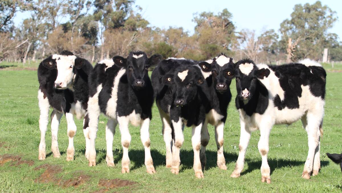 Good numbers of first cross steers and heifers and Friesian steers ranging from grown two-year-old steers to young four month old poddies will be offered, including 35 Friesian steers and 10 Angus-Friesian steers aged six to eight months, from monthly sale vendors CA Panetta, Harvey.