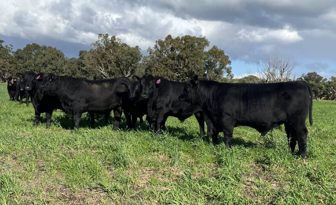 Some of the 26 commercial Angus yearling bulls aged 13 to 14 months to be offered by the Mouritz family's Hydillowah Angus, Hyden, at the Nutrien Livestock day one June special store cattle sale at Boyanup this Friday, June 4.