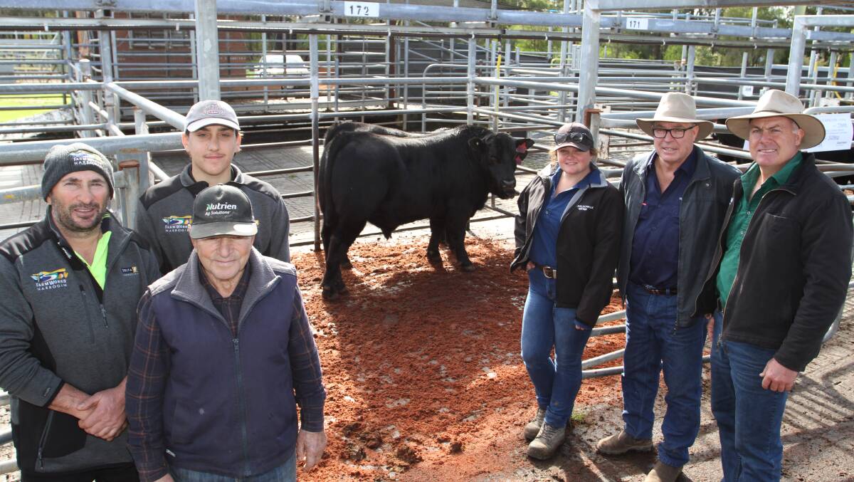With the $9000 top-priced Hydillowah Angus bull at its annual yearling bull sale held at the Nutrien Livestock store cattle sale at Boyanup last week were buyers and three generations of the Maiolo family, Bruno (left), Ralph and Damian, RA & A Maiolo & Son, Narrogin/Coolup, Claire Green and Vern Mouritz, Hydillowah Angus, Hyden and Nutrien Livestock, Waroona agent Richard Pollock.