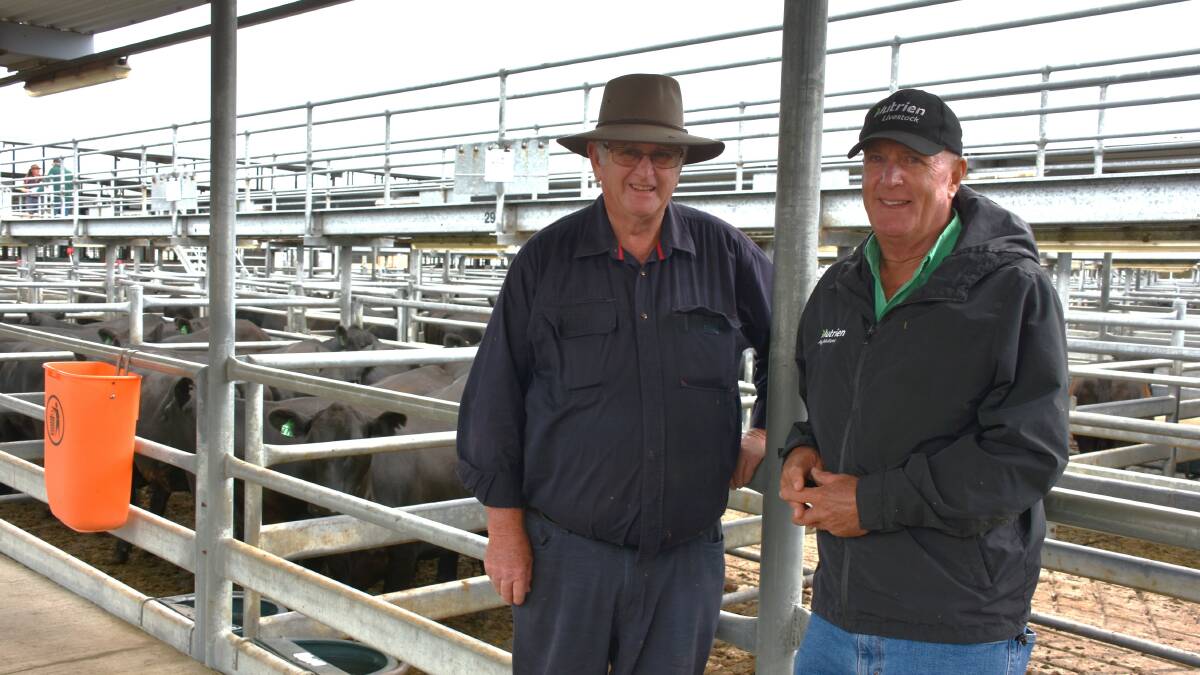 Vendor and buyer Warren Forbes (left), Dundeal Holdings, Narrikup, discussed the sale with Nutrien Livestock Great Southern manager Bob Pumphrey at its completion. In the sale the Forbes family, were both a vendor and buyer. They sold 53 PTIC Angus heifers to a top of $1828 and purchased 45 PTIC Murray Grey cows from AL Hill, Ravensthorpe, dispersal sale at an average of $789.