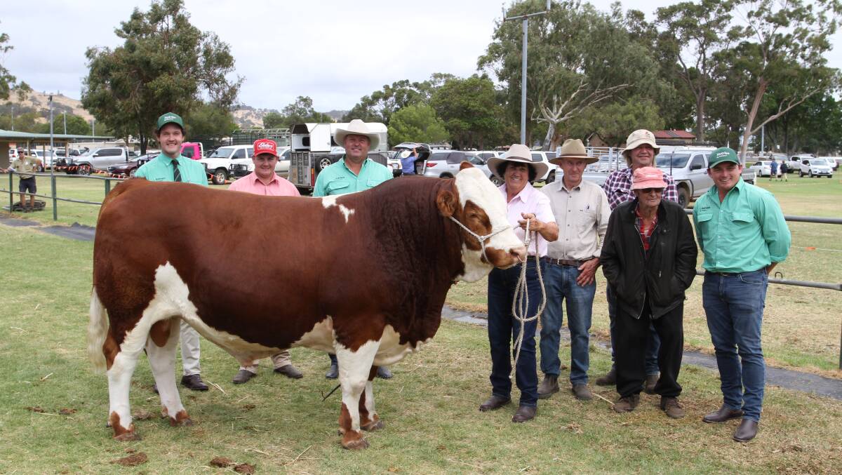 The Kitchen family, Bandeeka Simmental stud, Elgin, set a new $82,000 WA State record price for a bull sold at auction at the WALSA & Farm Weekly Supreme Bull Sale at Brunswick. With the record priced bull Bandeeka Rusty R35 (P) (by Willandra Kingston) which was purchased by TG Marshall, Denmark/Cranbrook, were Nutrien Livestock auctioneer Michael Altus (left), Elders Donnybrook representative Pearce Watling, Nutrien Livestock Capel agent Chris Waddingham, Bandeeka Simmental stud principals Loreen and Tony Kitchen, Elgin, Geoff Pope and Tom Marshall, TG Marshall and Nutrien Livestock Kojonup agent Troy Hornby.