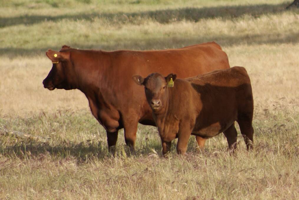 The Cowcher familys Willandra Red Angus stud, Williams, sold two stud yearling Red Angus heifers to Botswana including Willandra Copper Lady U75 (by Willandra Quo Vadis) pictured with her dam Willandra Copper Lady S52 in the 2023 spring.
